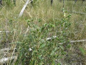 Onosma pseudoarenaria subsp. tuberculata v NPR Čenkovská lesostep